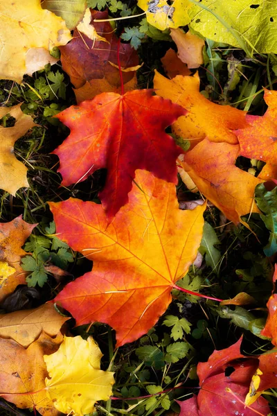 Detailní záběr jasně červené a žluté žilkované javorové listy — Stock fotografie
