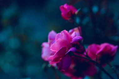Koyu mavi arkaplanda pembe bir çiçek