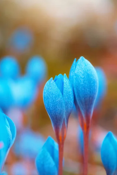 Flores Azafrán Azul Cruces Jardín Luz Del Sol Florecimiento Abundante —  Fotos de Stock