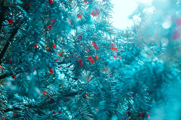 Természetes Türkiz Háttér Tűlevelű Faág Piros Bogyókkal Kék Puha Háttérrel — Stock Fotó