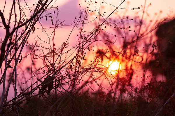 Sonnenuntergang Herbstgras Silhouetten Von Blütenständen Trockenes Gras Blumen Vor Einem — Stockfoto