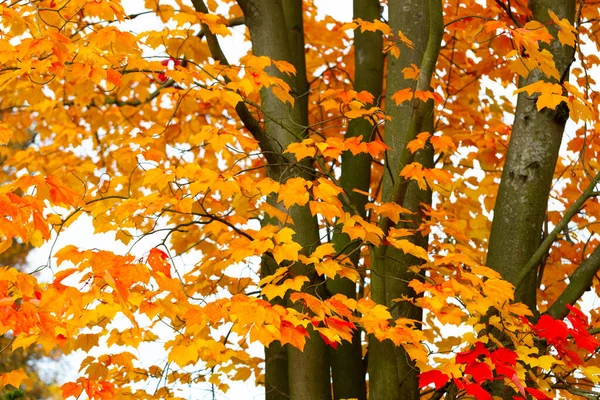 Árvore Bordo Outono Folhas Bordo Cor Laranja Amarelo Vibrantes Fecham — Fotografia de Stock