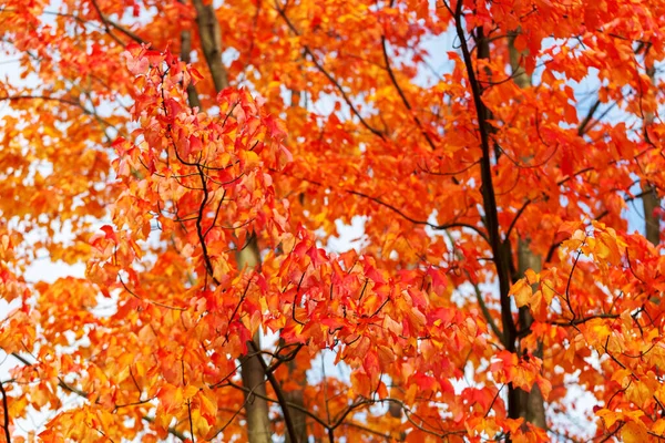 Fundo Outono Com Folhas Bordo Brilhantes Coroa Árvore Vívida Folhas — Fotografia de Stock