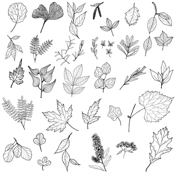 Набор векторных листьев — стоковый вектор
