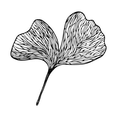 Vektör kontur yaprağı