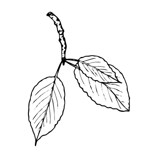 Векторна контурна гілка з листям — стоковий вектор