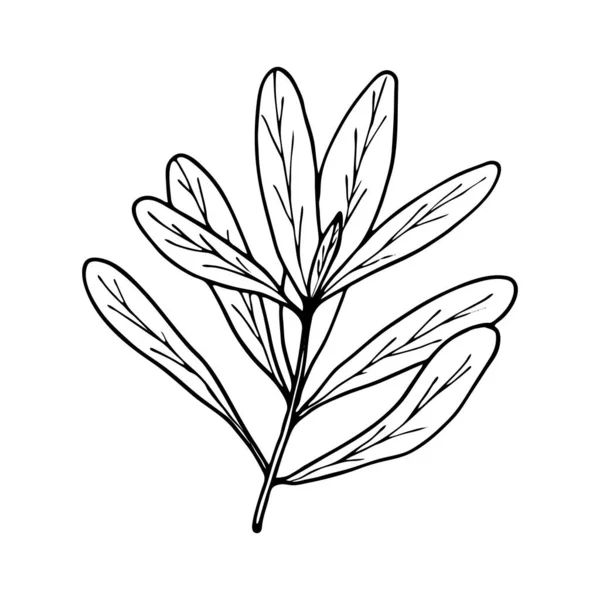 Ramo Contorno Vetorial Com Folhas Desenho Desenhado Mão Esboço Ilustração — Vetor de Stock