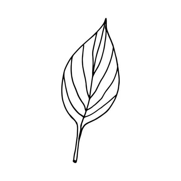 矢量等高线叶 孤立的白色背景上的手绘草图 观赏植物的叶子 花卉植物学设计的古老装饰元素 线型植物轮廓 — 图库矢量图片