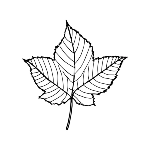 벡터등 단풍나무 배경에 손으로 스케치가 있습니다 식물학적 설계를 빈티지 플랜트 — 스톡 벡터