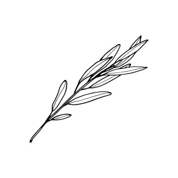 Branche Saule Contour Vectoriel Illustration Dessinée Main Sur Fond Blanc — Image vectorielle