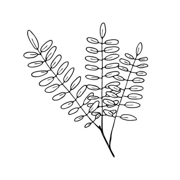 Folha Rowan Contorno Vetorial Desenho Desenhado Mão Esboço Ilustração Sobre — Vetor de Stock