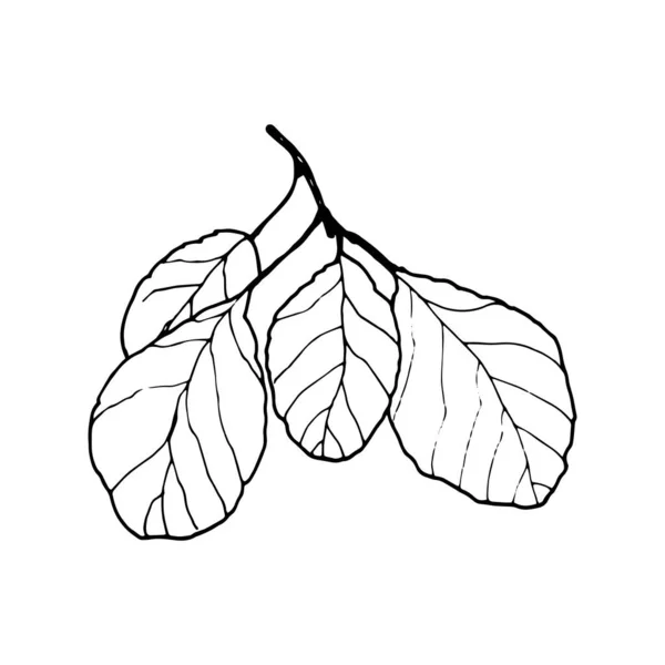 Branche Pomme Contour Vectoriel Illustration Dessinée Main Sur Fond Blanc — Image vectorielle
