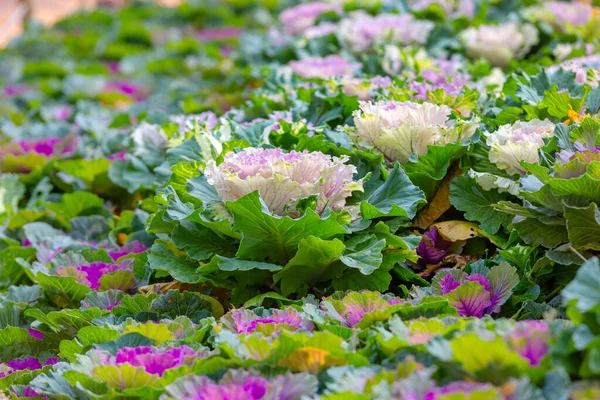 Zierkohl Blühende Pflanzen Buntes Kohlfeld Natürliche Abstrakte Herbst Hintergrund — Stockfoto