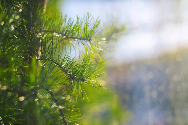 明亮的绿色自然背景 美丽的针叶树在雨滴和太阳光中 松树的特写 喜庆墙纸 — 图库照片