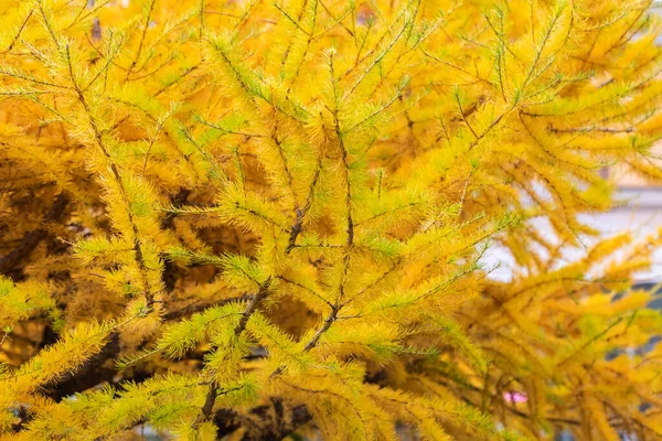 Χνουδωτά Κλαδιά Από Κοντά Κίτρινες Φθινοπωρινές Βελόνες Μαλακό Ζεστό Φθινόπωρο — Φωτογραφία Αρχείου