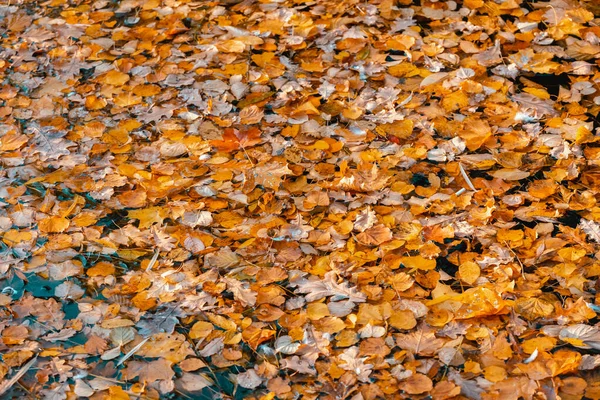 秋の紅葉の水面 カラフルな季節の自然オレンジの背景 湖の乾燥葉 — ストック写真