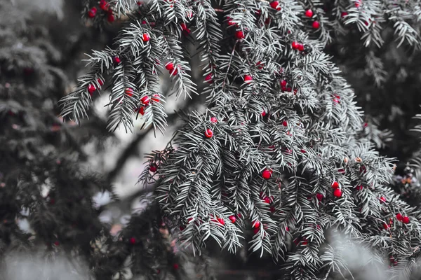 Естественный Монохромный Лесной Фон Хвойные Черно Белые Ветви Деревьев Красными — стоковое фото