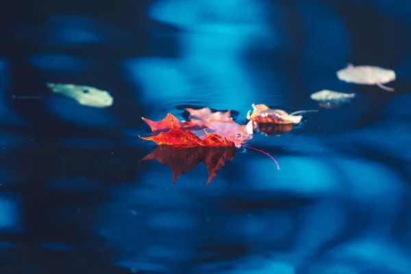 Bright red maple leaf on blue water. Soft gentle autumn background. Transparent turquoise lake surface. Clear and freshness. Leaves reflections concept