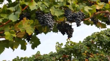 Yaz günü üzüm bağları, Moldova 'da siyah şarap üzümleri