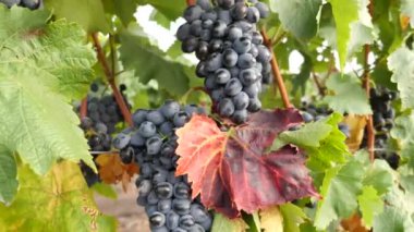 Yaz günü üzüm bağları, Moldova 'da siyah şarap üzümleri