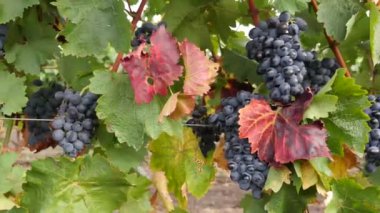 Yaz günü üzüm bağları, Moldova 'da siyah şarap üzümleri