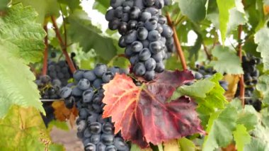 Yaz günü üzüm bağları, Moldova 'da siyah şarap üzümleri