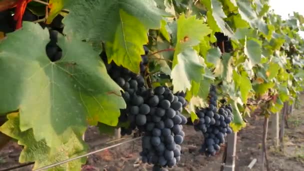 Viñedos de uva en un día de verano, uvas de vino negro en Moldavia — Vídeo de stock