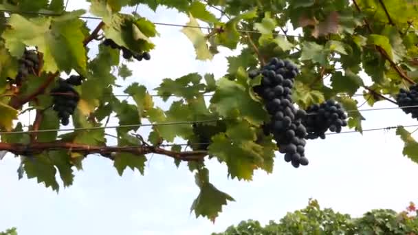 Druvvingårdar en sommardag, svarta vindruvor i Moldavien — Stockvideo