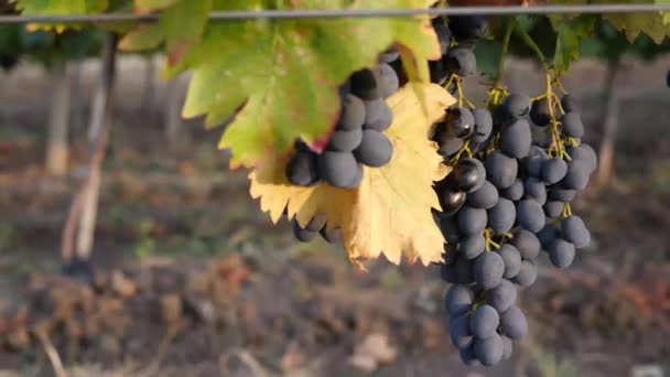 Weinberge an einem Sommertag, Schwarzweintrauben in Moldawien — Stockvideo