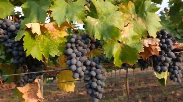 夏天的葡萄园，摩尔多瓦的黑葡萄 — 图库视频影像