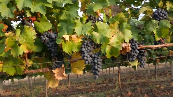 Vigneti d'uva in una giornata estiva, uve da vino nero in Moldavia — Video Stock