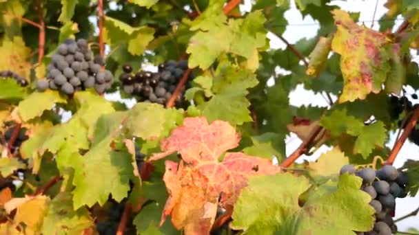 Viñedos de uva en un día de verano, uvas de vino negro en Moldavia — Vídeo de stock