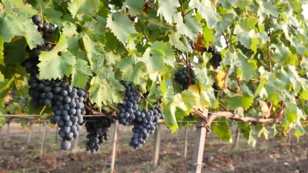Grape vineyards on a summer day, black wine grapes in Moldova — Stock Video