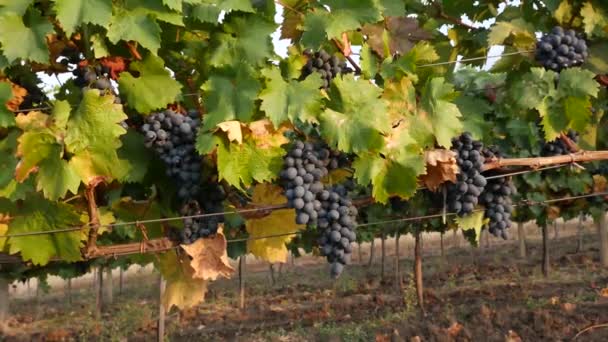 Viñedos de uva en un día de verano, uvas de vino negro en Moldavia — Vídeo de stock