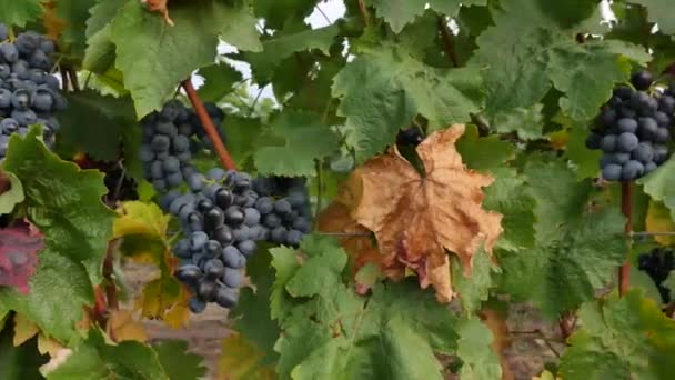 Grape vineyards on a summer day, black wine grapes in Moldova — Stock Video