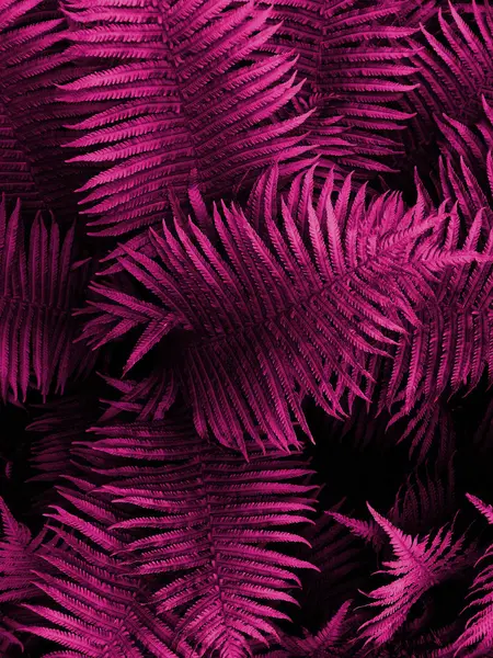 Creative layout made of fern leaves.  Dark purple. Good for advertising card or invitation. Nature concept. Fern leaf. Summer poster - Image