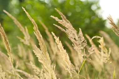 Orman otu ile arka plan 