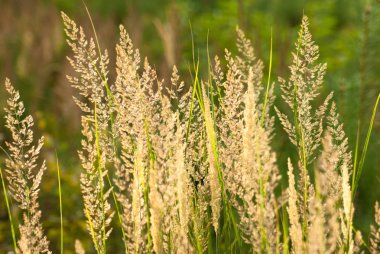 Orman otu ile arka plan 