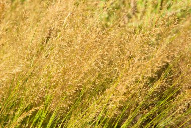 Kuru orman otu ile arka plan 