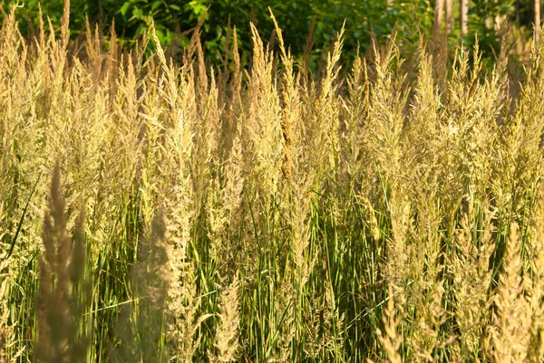 乾燥した森林草の背景 — ストック写真