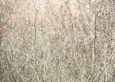 Gri çalılar ve ağaçların çalılıkları