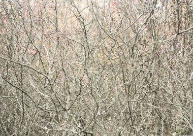 Gri çalılar ve ağaçların çalılıkları