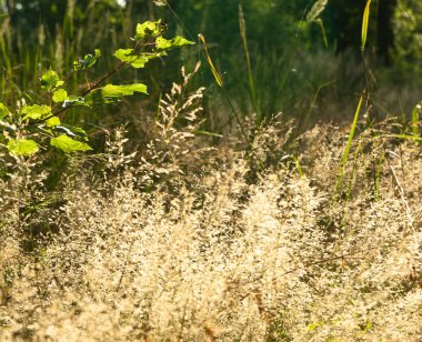 Kuru orman otu ile arka plan