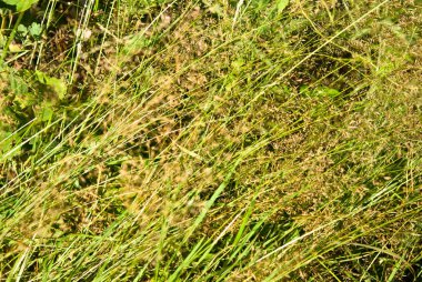 Kuru orman otu ile arka plan