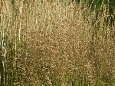 Kuru orman otu ile arka plan