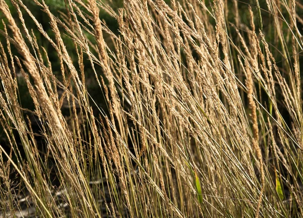 Achtergrond Met Droog Bosgras — Stockfoto