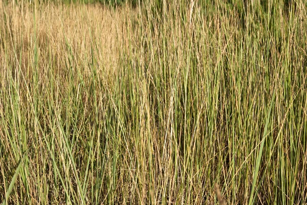 Arrière Plan Avec Herbe Forestière Sèche — Photo