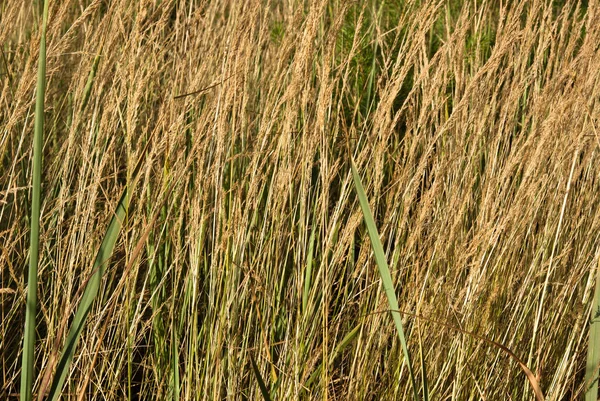 Hintergrund Mit Trockenem Waldgras — Stockfoto