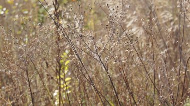 Vahşi bir çayırda sonbahar kurak bitkilerinin arka planı