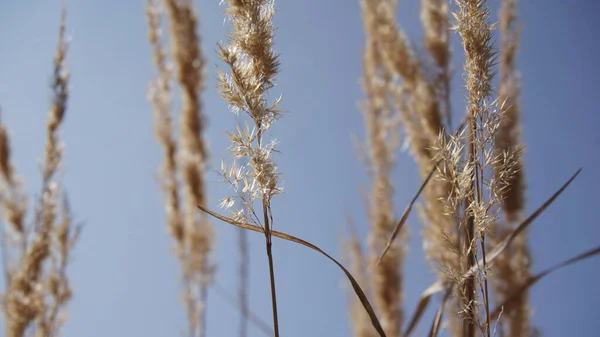 Grass Blue Sky — Stock Photo, Image